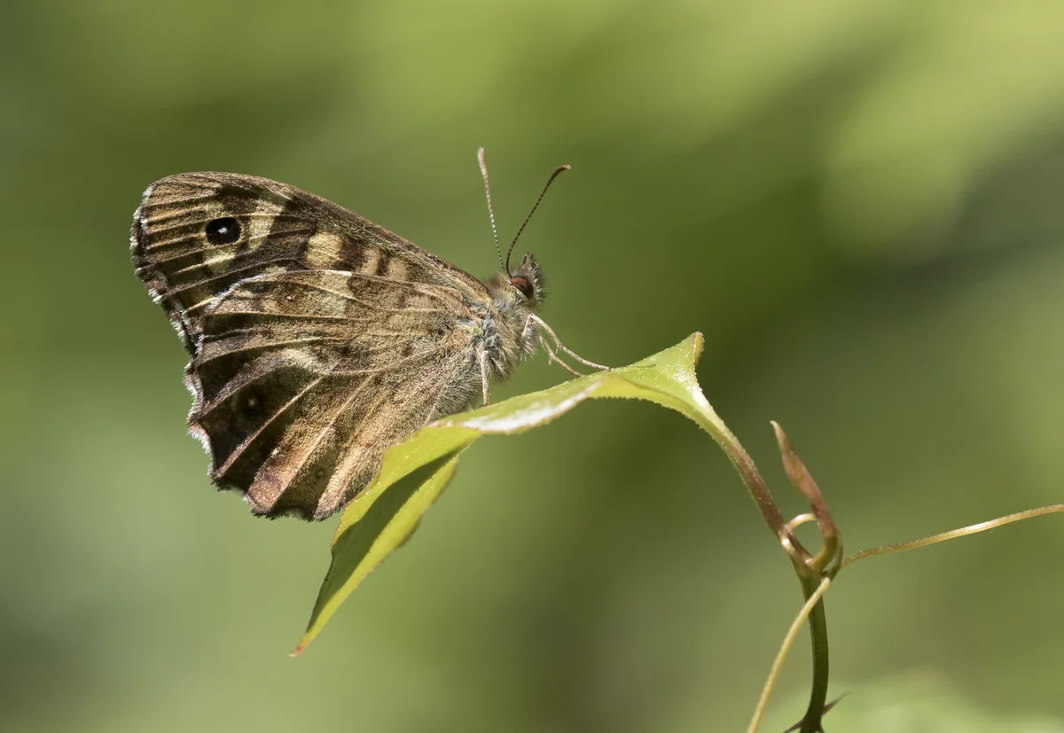 Speckled Wood