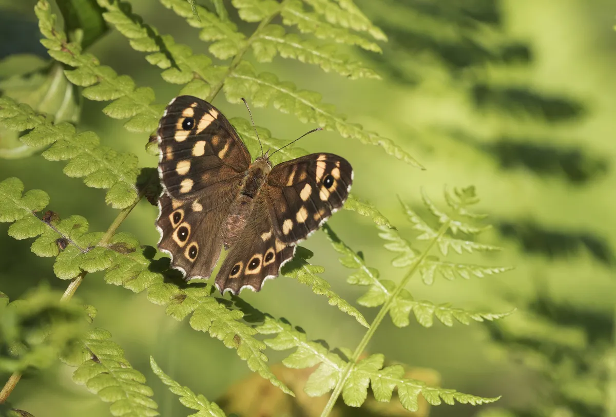 Speckled Wood