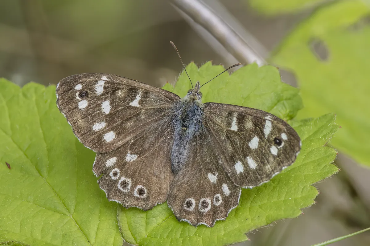 Speckled Wood