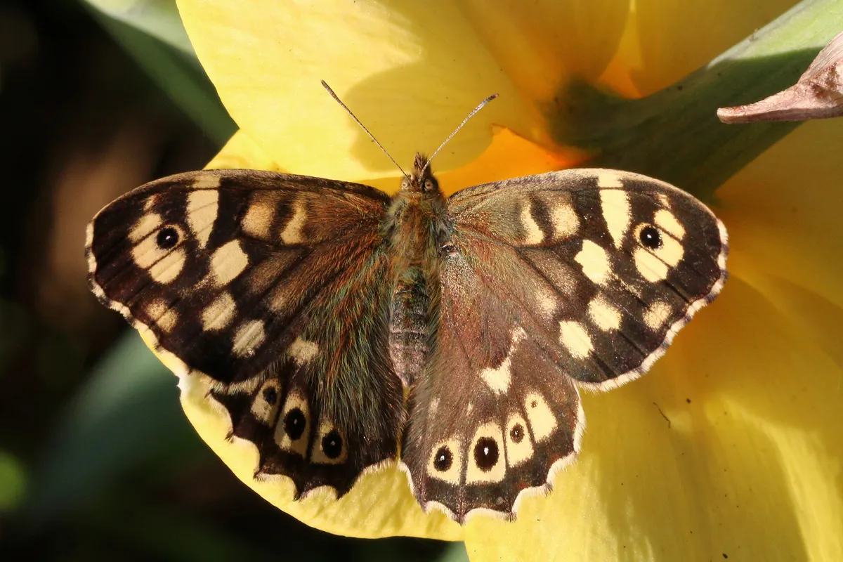 Speckled Wood