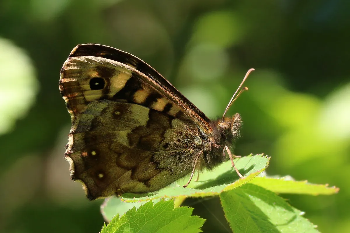 Speckled Wood
