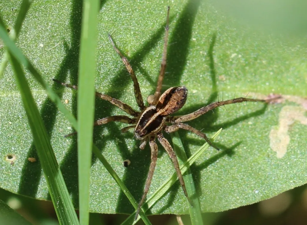 Pardosa agrestis