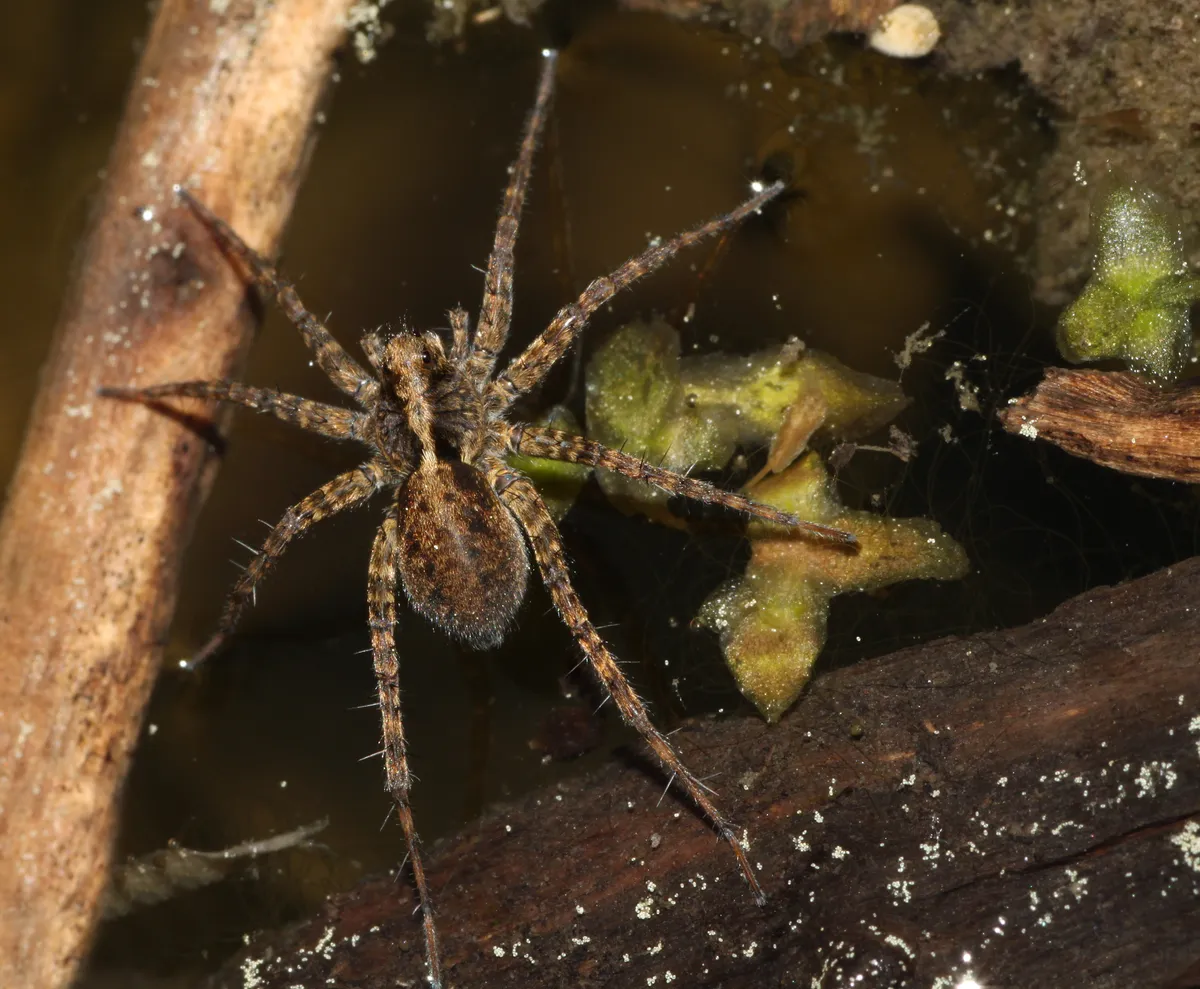 Araña Loba