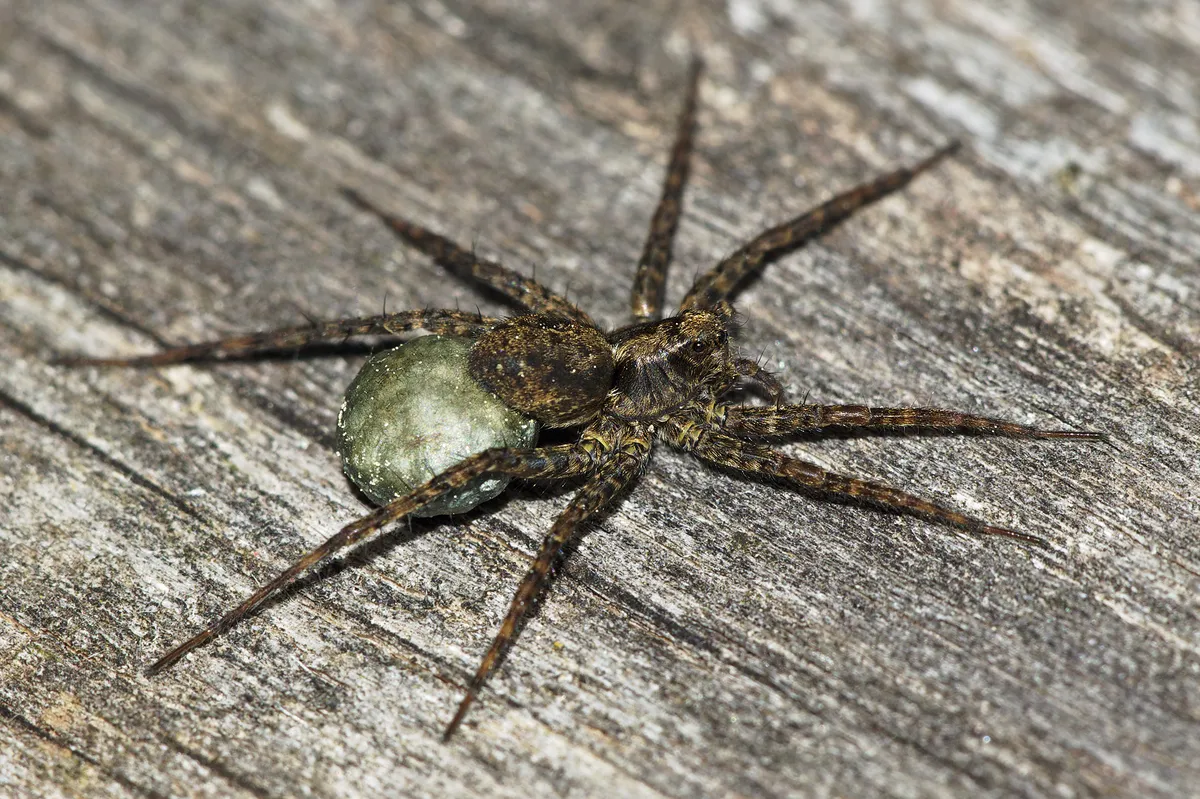 Araña Loba