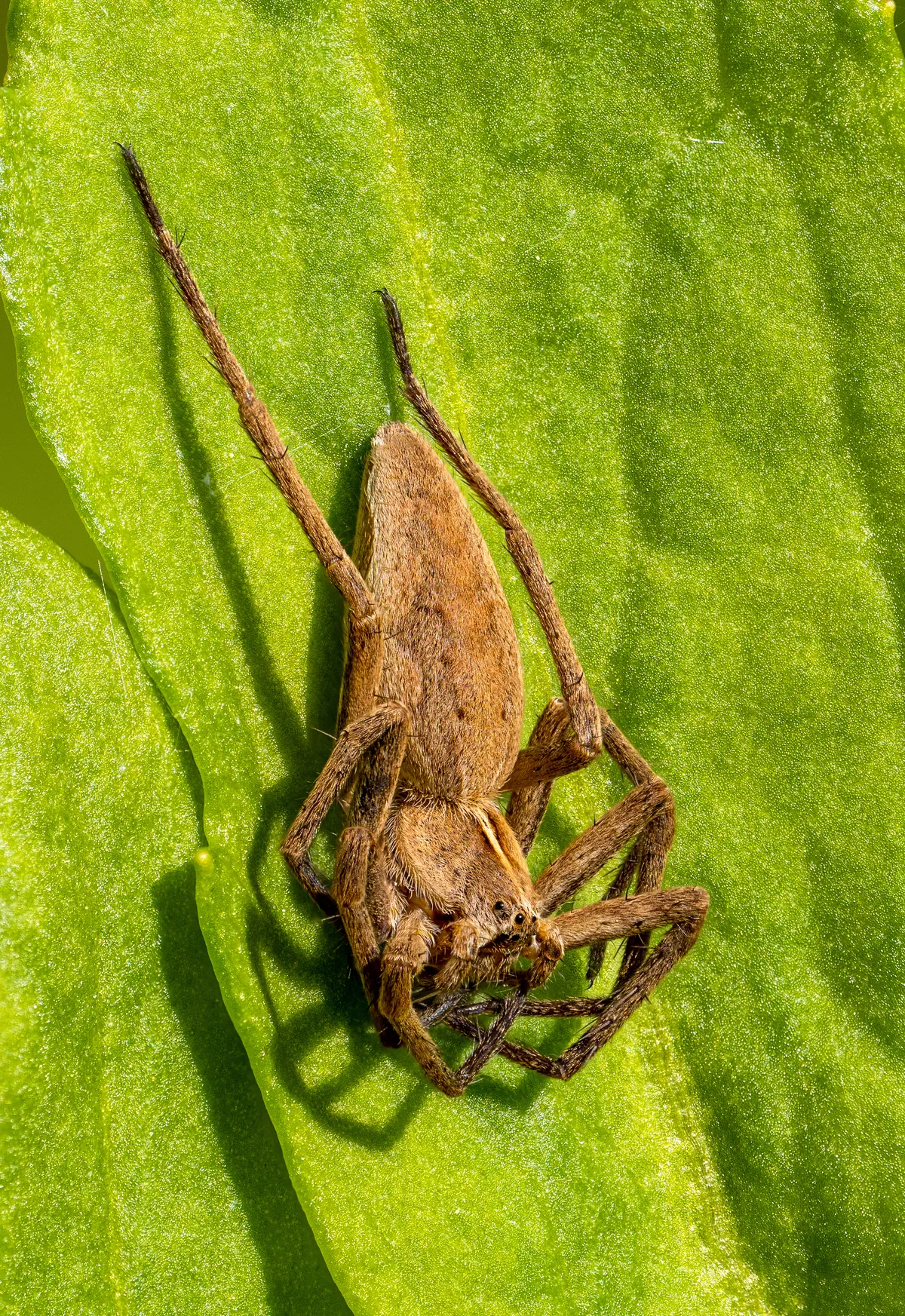 Araña Lobo de Jardín