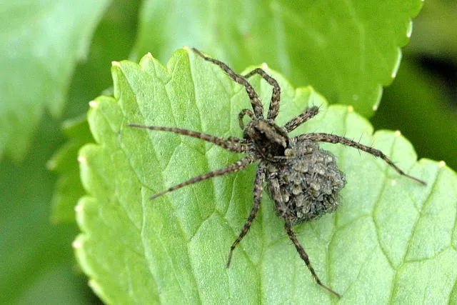 Araña Lobo de Jardín