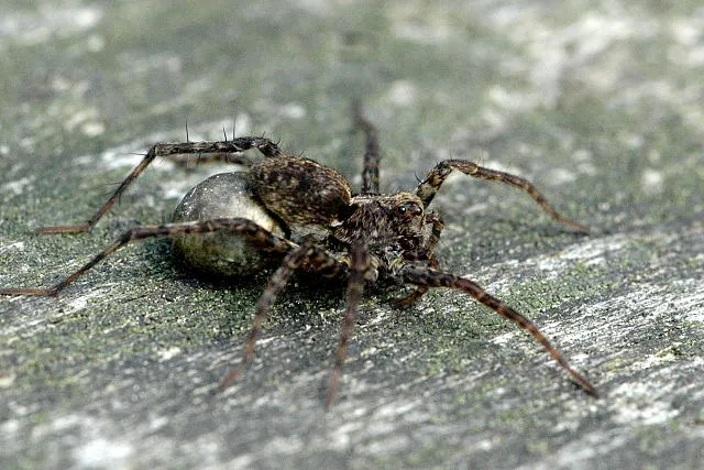 Araña Lobo de Jardín