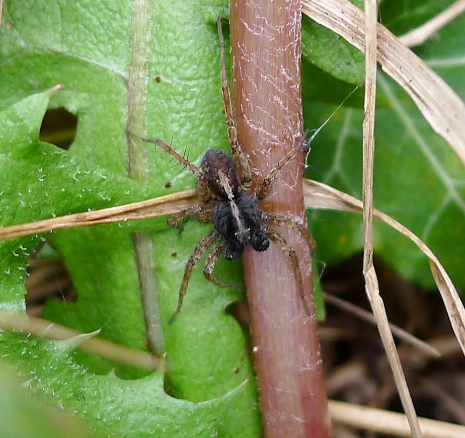 Araña Lobo de Jardín