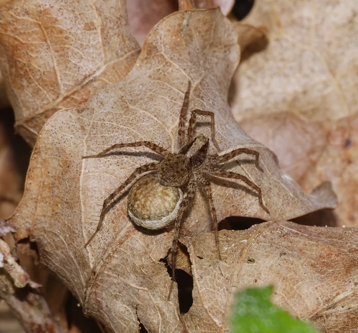 Araña Loba del Bosque