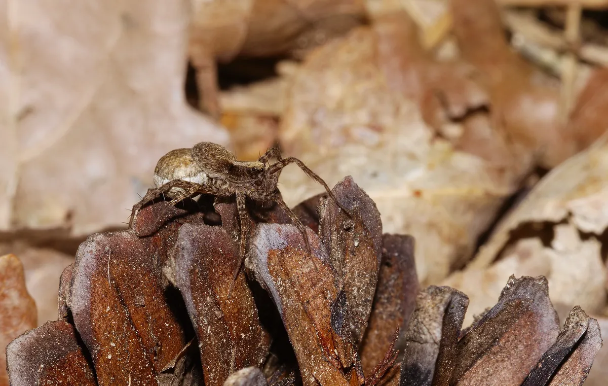Araña Loba del Bosque