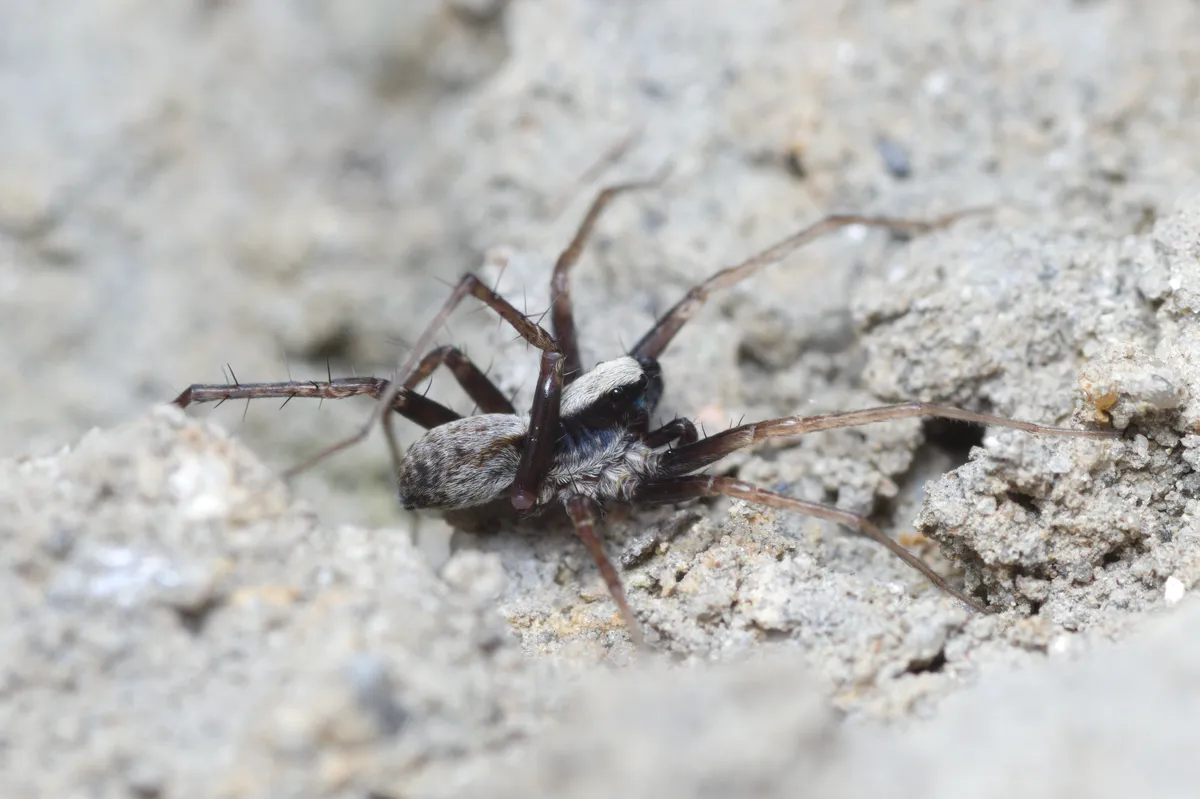 Araña Loba del Bosque