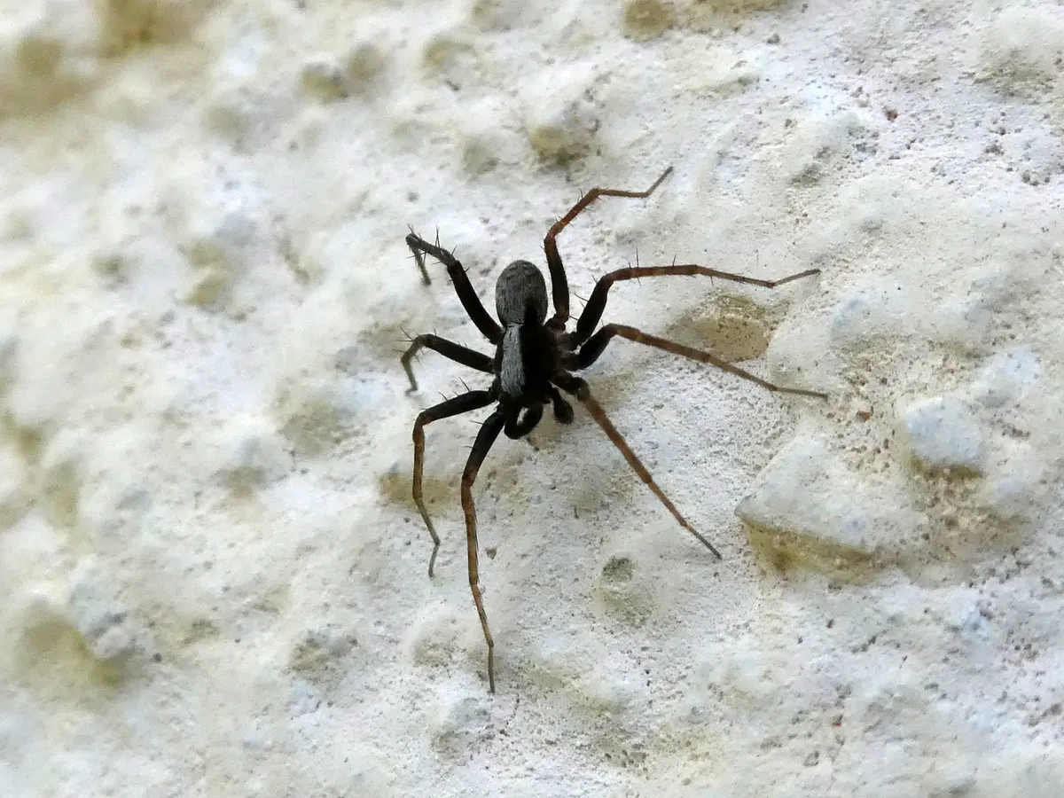 Araña Loba del Bosque