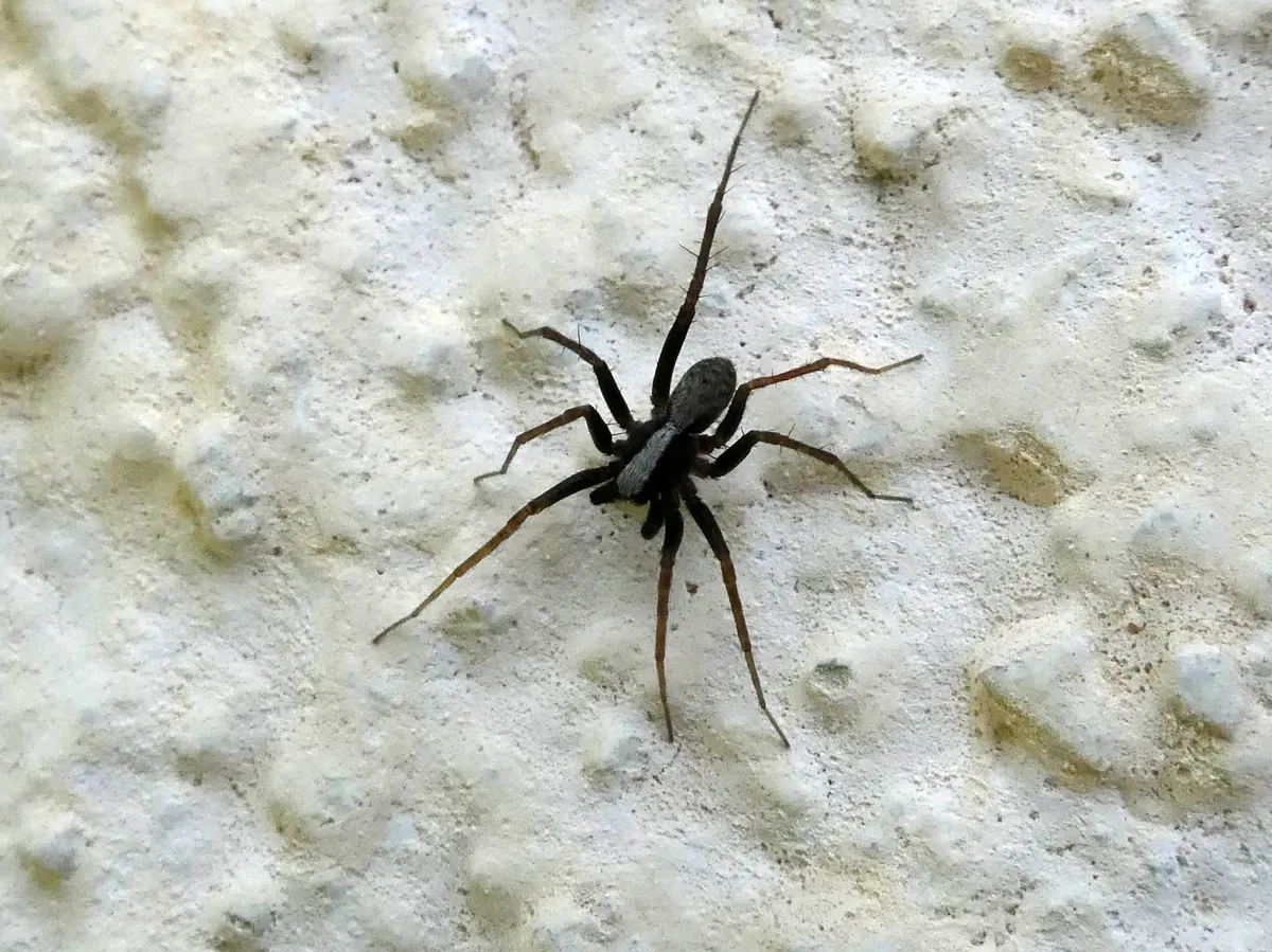 Araña Loba del Bosque