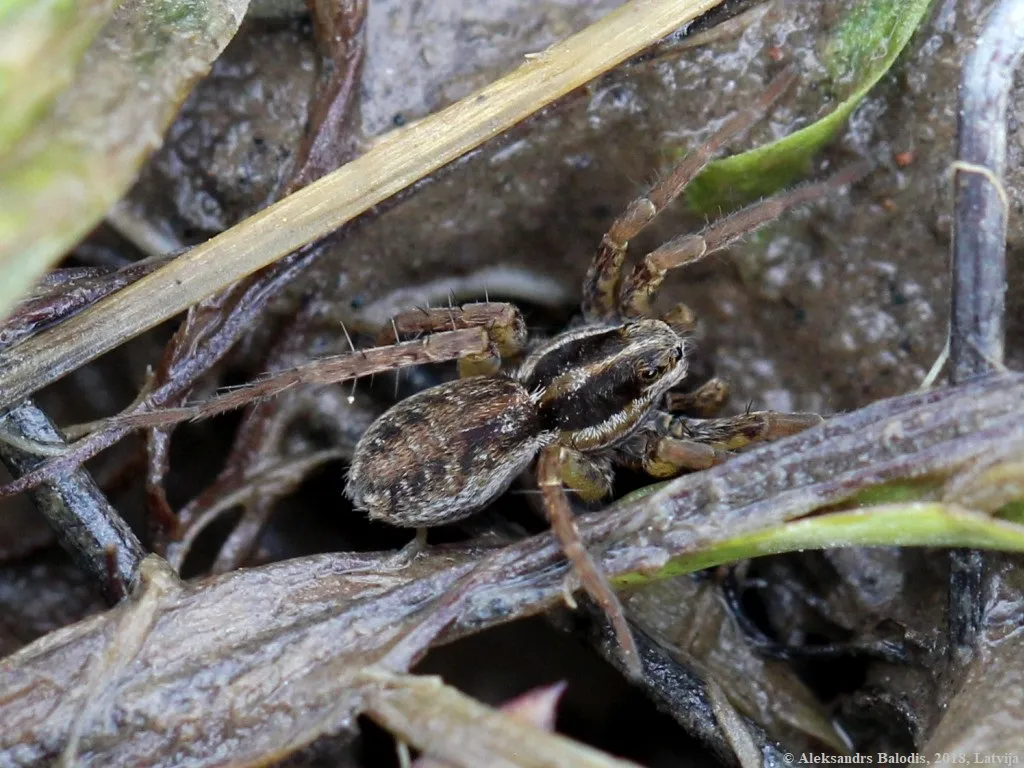 Mountain Wolf Spider