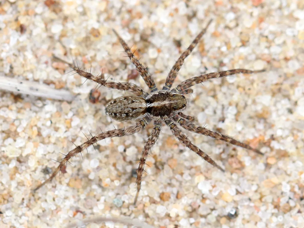 Mountain Wolf Spider