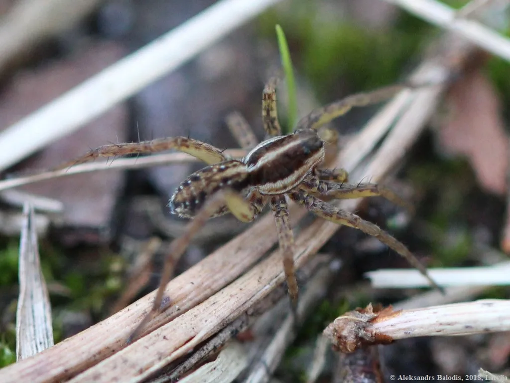 Mountain Wolf Spider