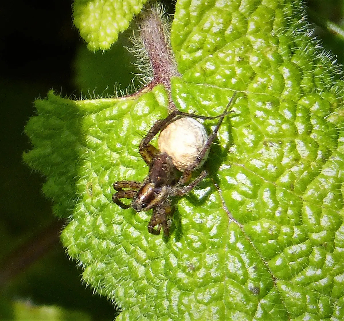 Mountain Wolf Spider