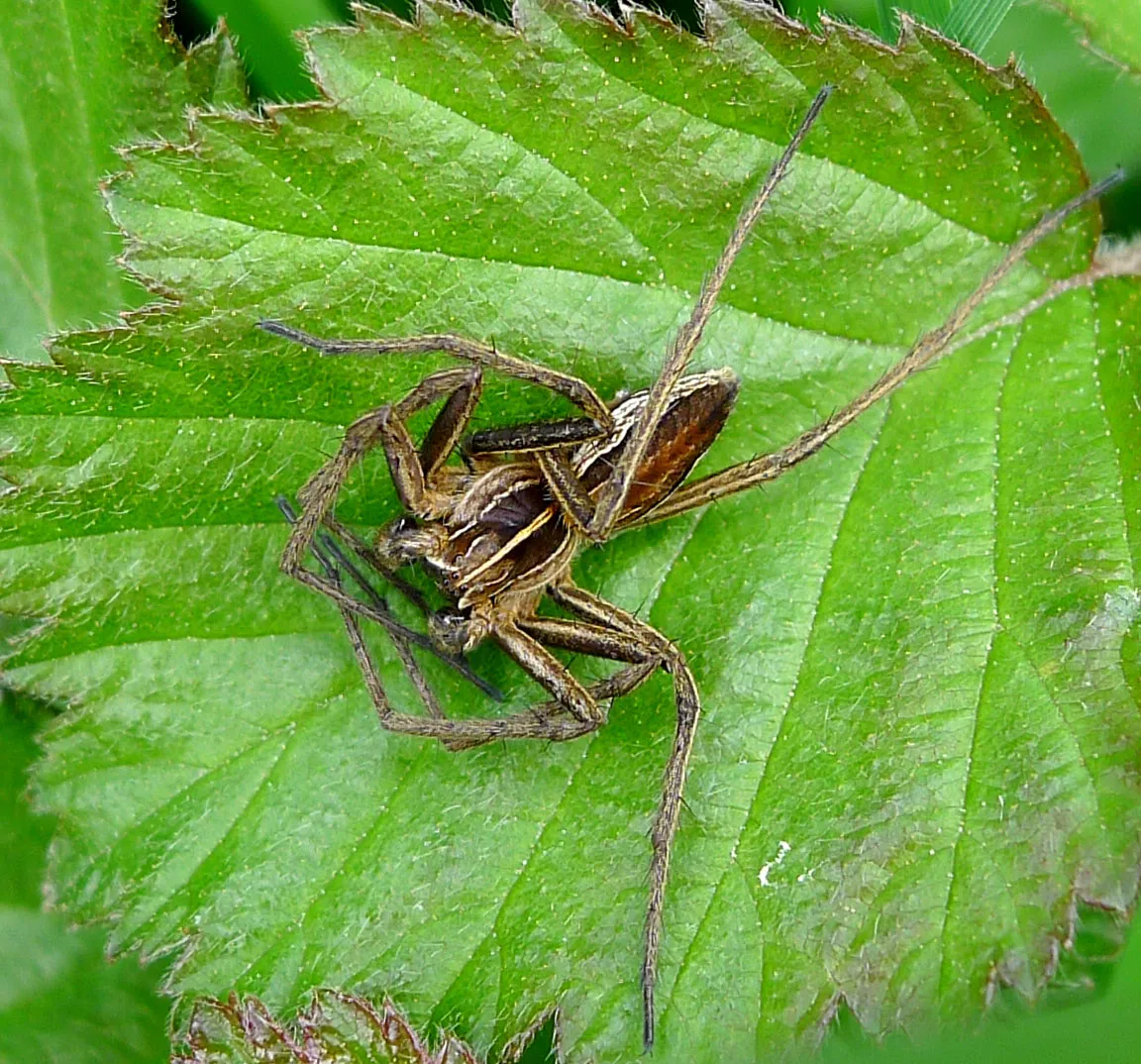 Araña Loba de Palpos Negros