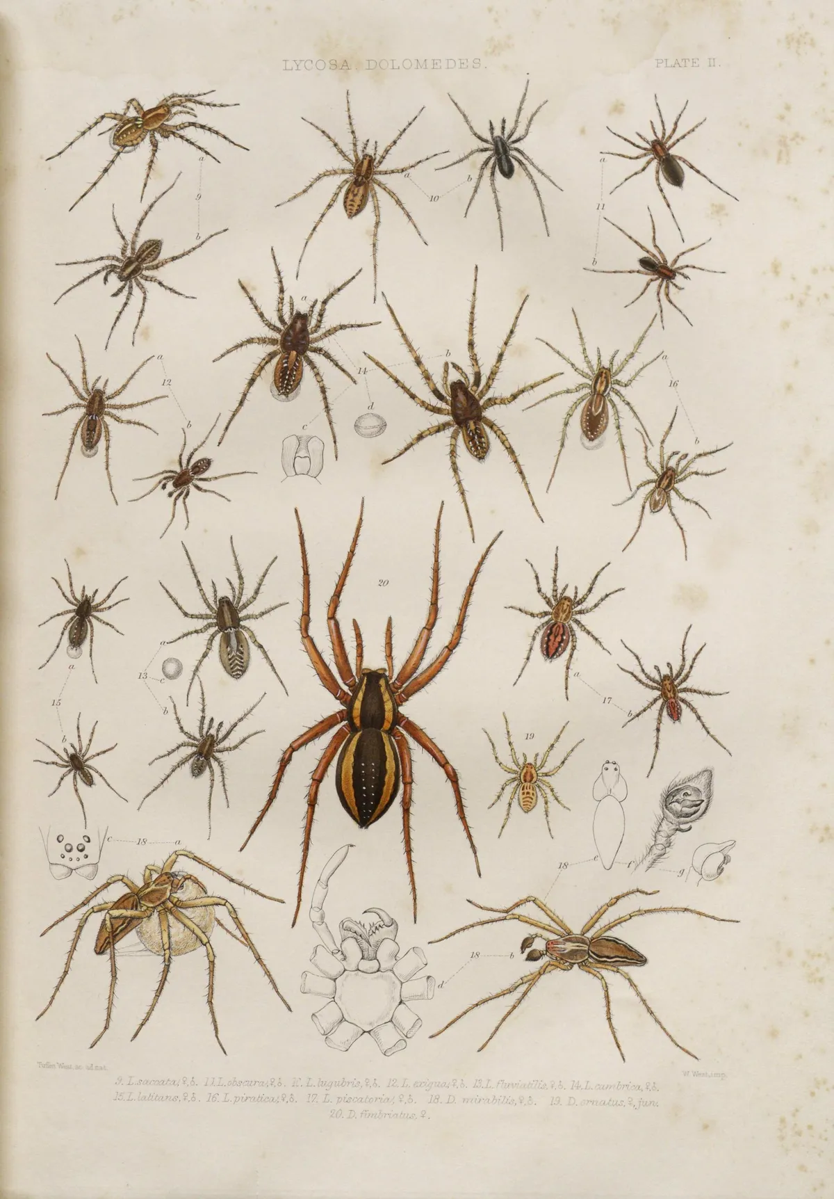 Araña Lobo de Pantano