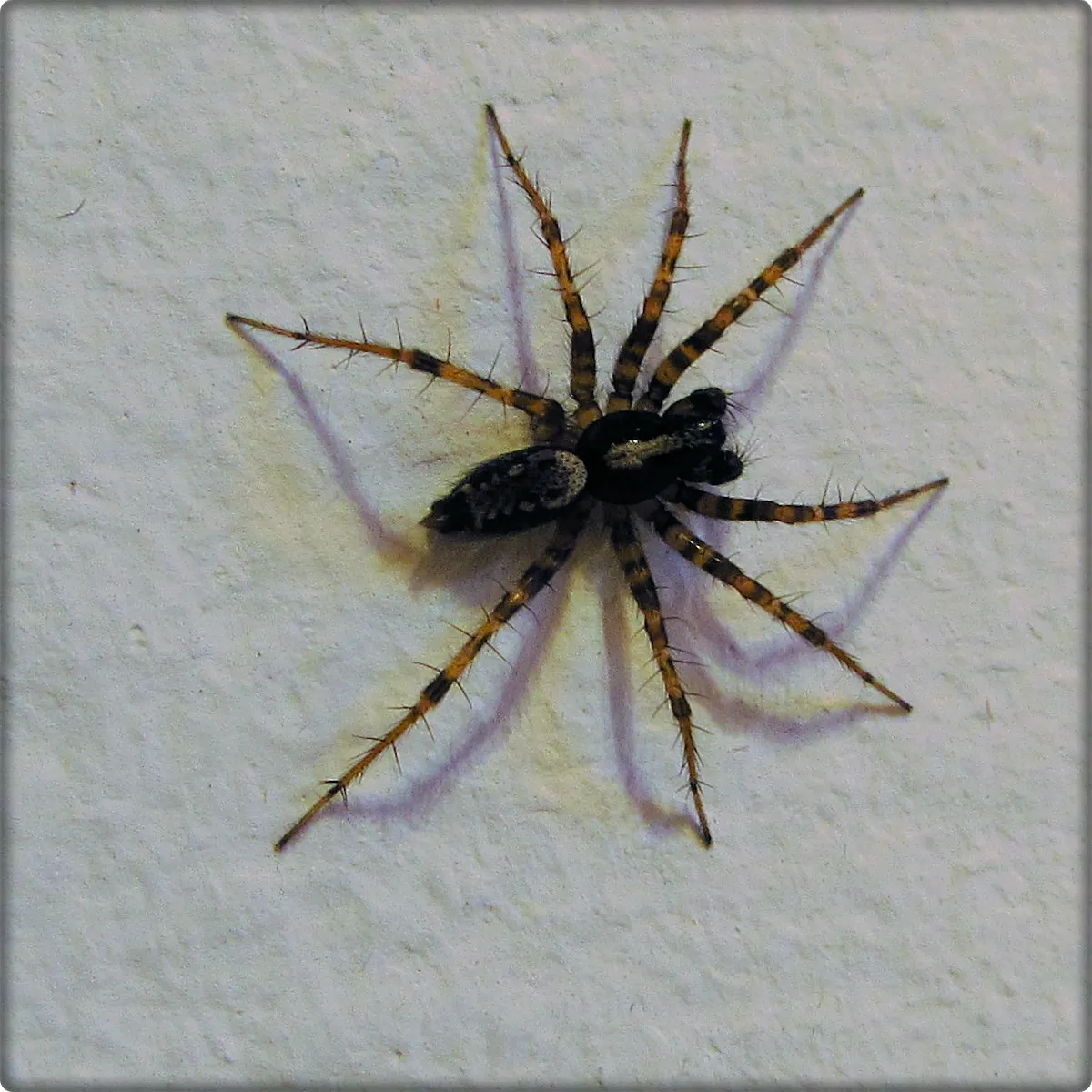Araña Loba de Prado