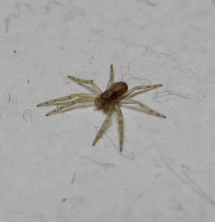 Araña Loba de Prado