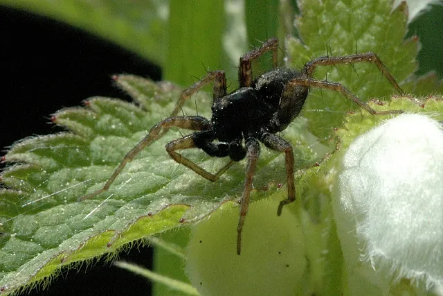 Pardosa pullata