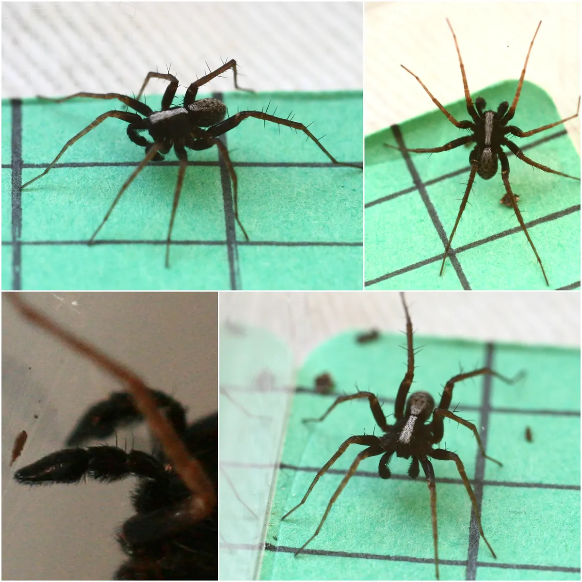 Araña Lobuna Danzarina