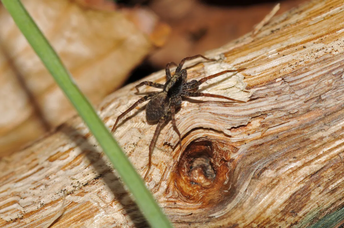 Araña Lobuna Danzarina
