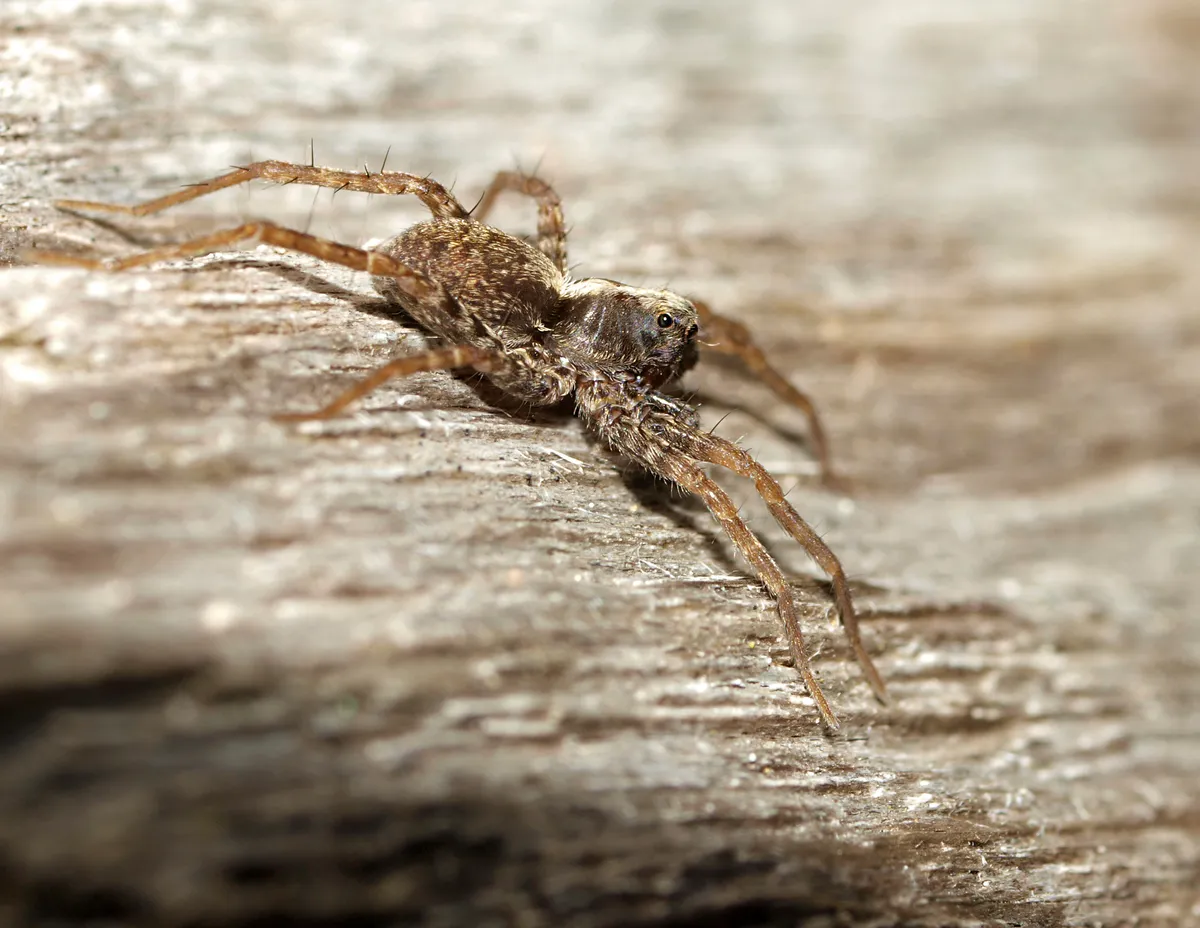 Araña Lobuna Danzarina