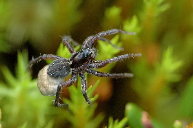 Araña Lobo de Turbera de Esfagno