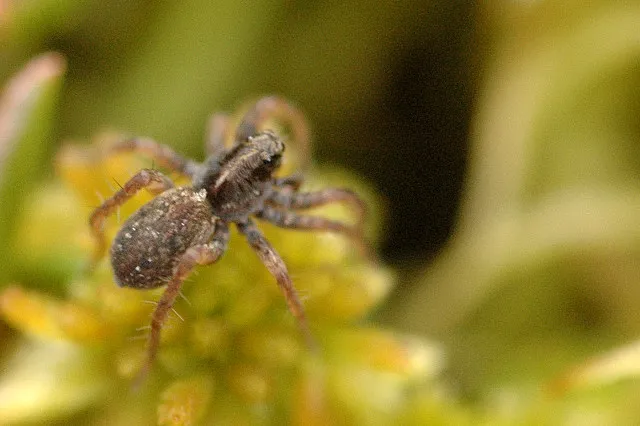 Araña Lobo de Turbera de Esfagno
