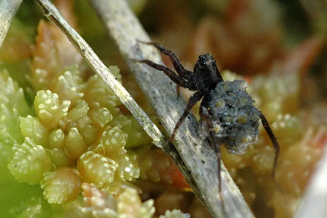 Araña Lobo de Turbera de Esfagno