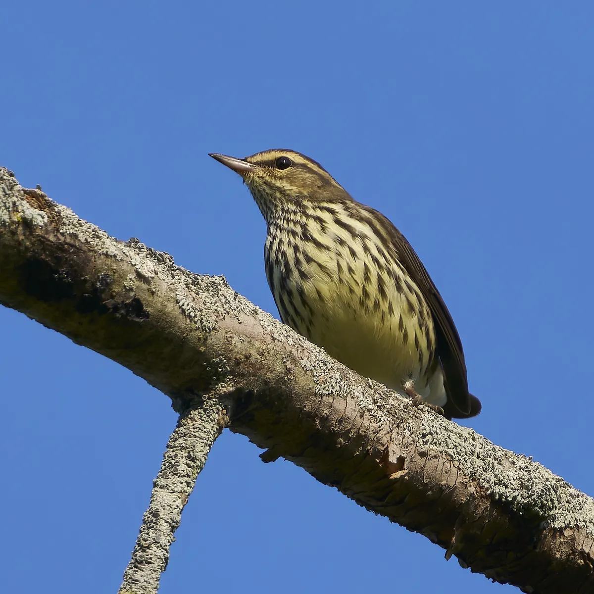 Parkesia noveboracensis