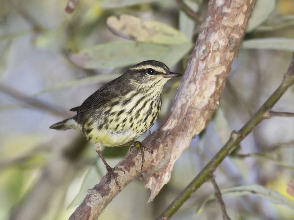 Northern Waterthrush