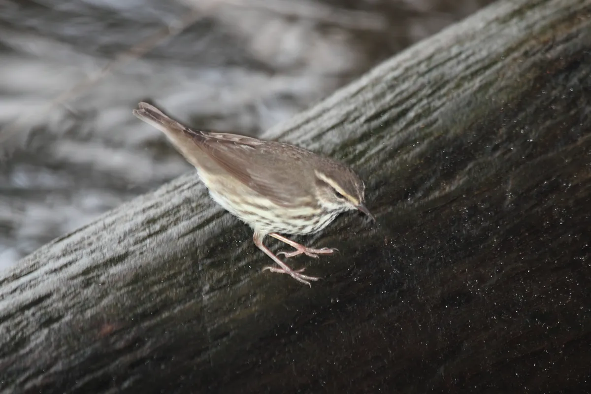 Northern Waterthrush