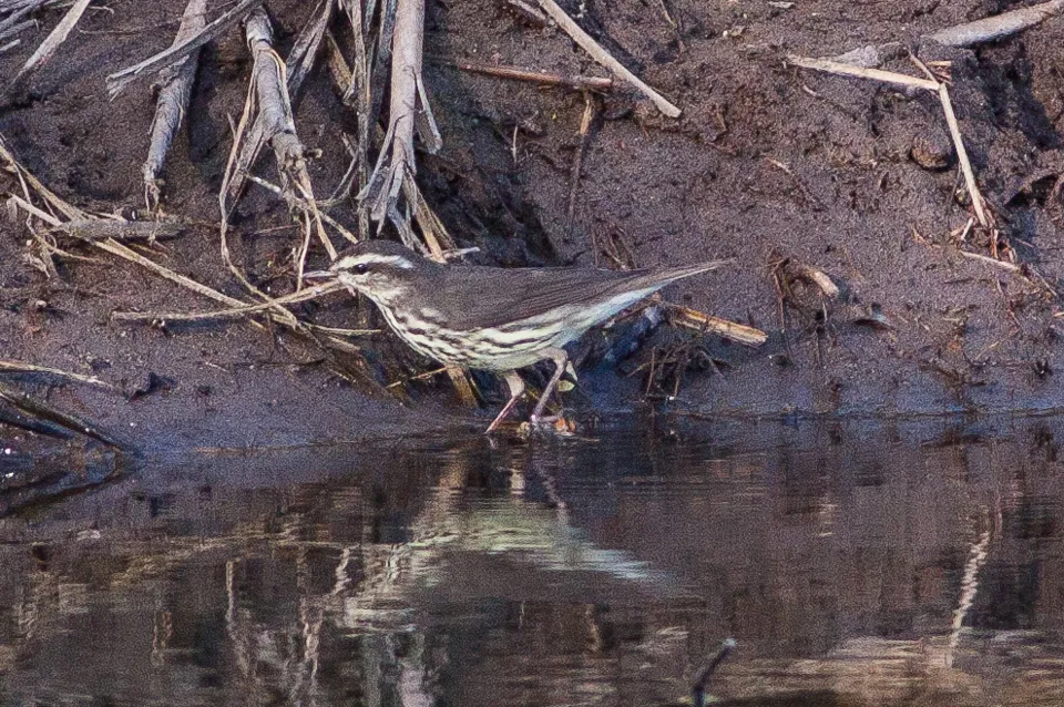 Northern Waterthrush