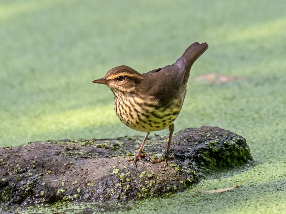 Northern Waterthrush