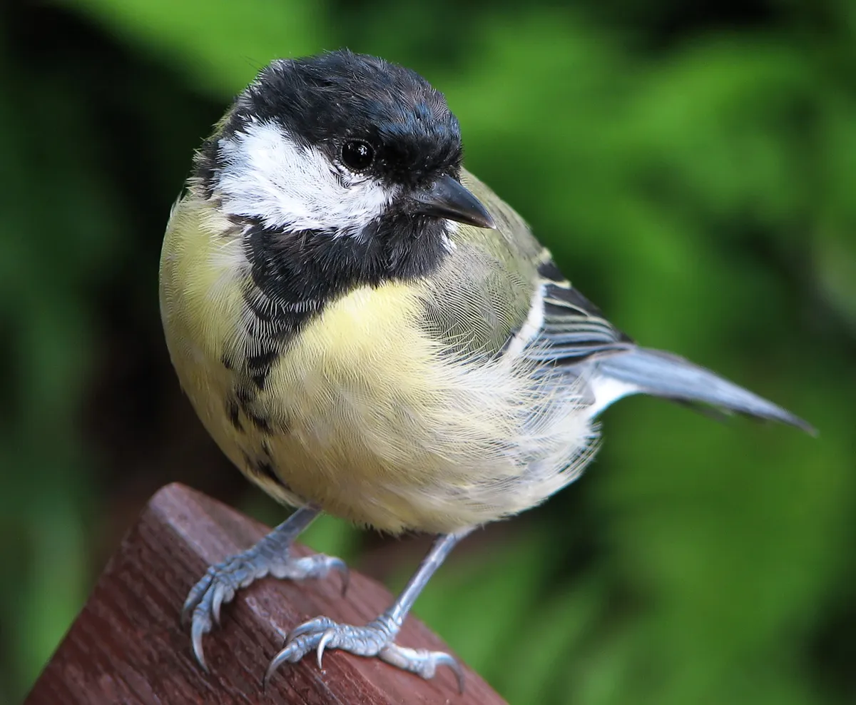 Parus major