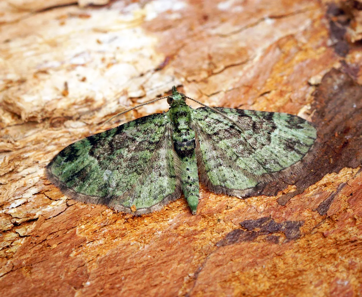 Pasiphila rectangulata
