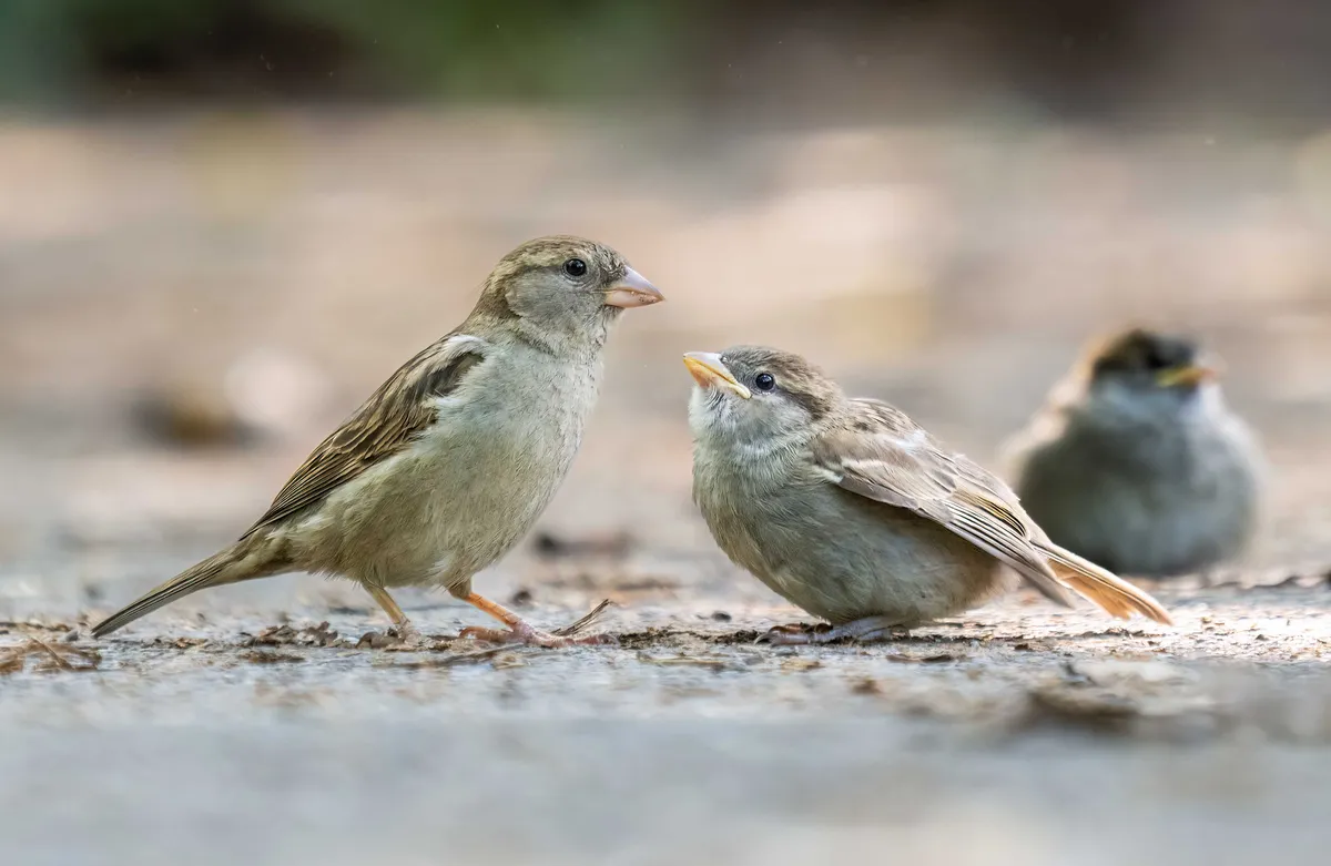 House Sparrow
