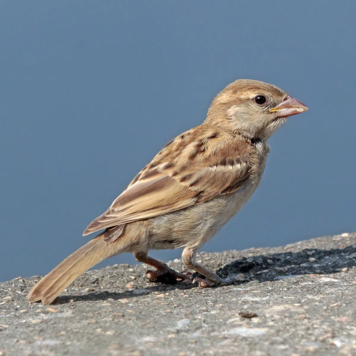 House Sparrow