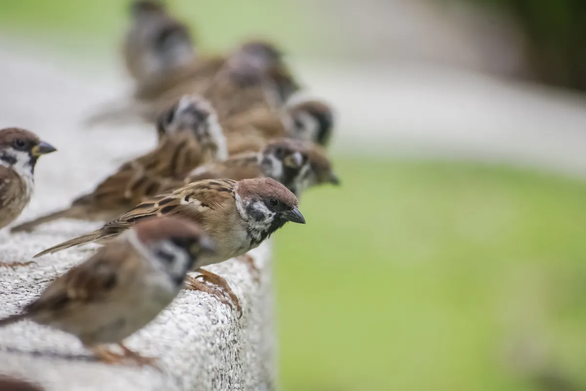 Eurasian Tree Sparrow