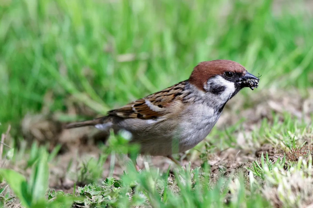 Eurasian Tree Sparrow