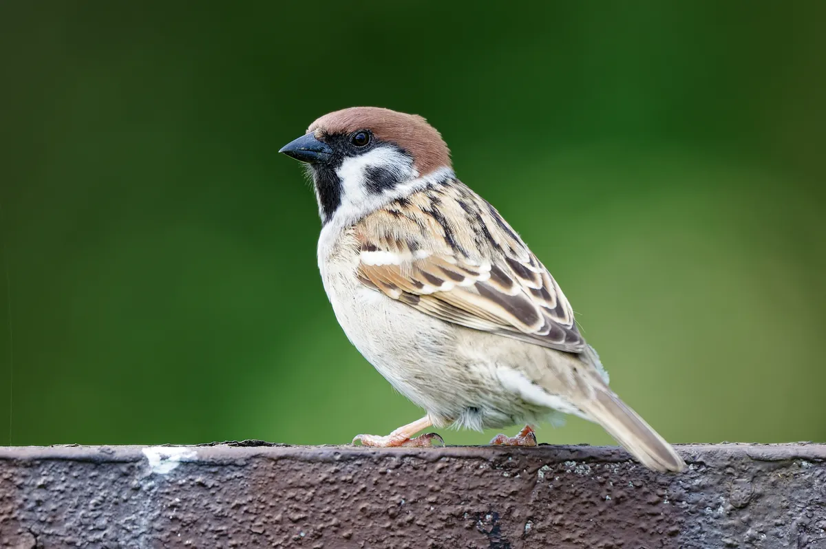 Eurasian Tree Sparrow