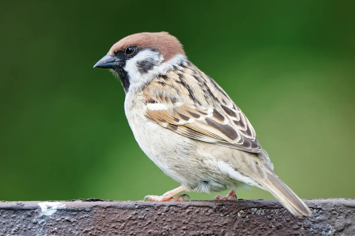 Eurasian Tree Sparrow