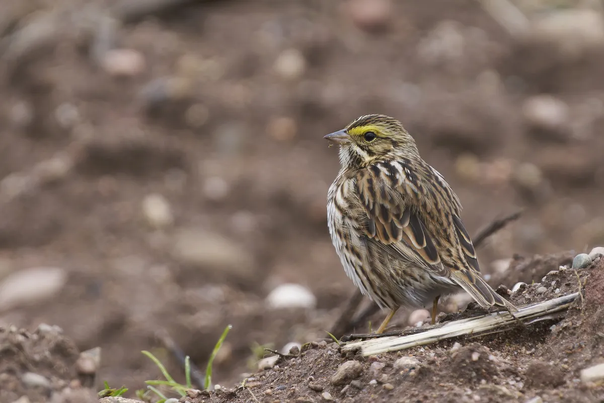 Passerculus sandwichensis