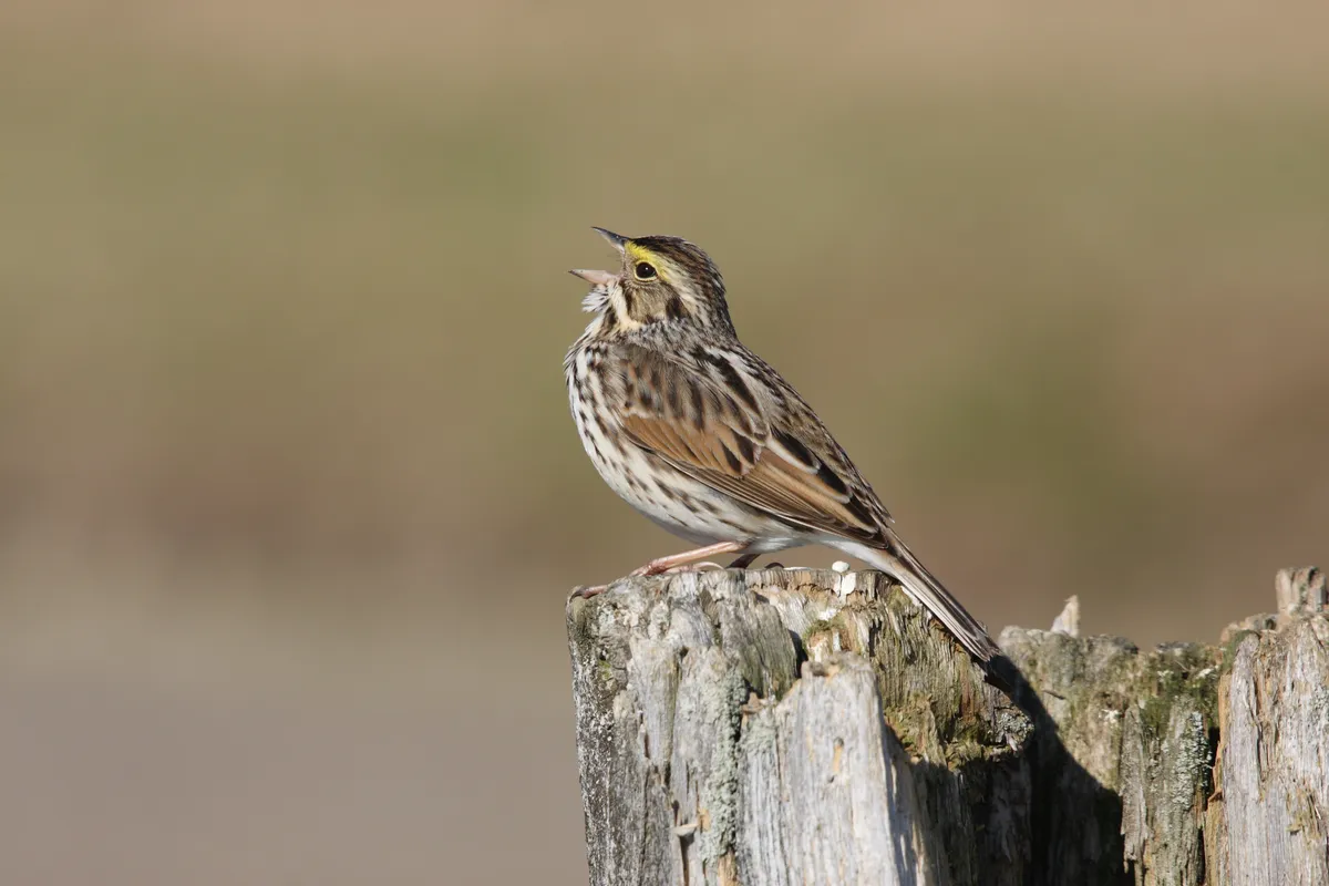 Savannah Sparrow