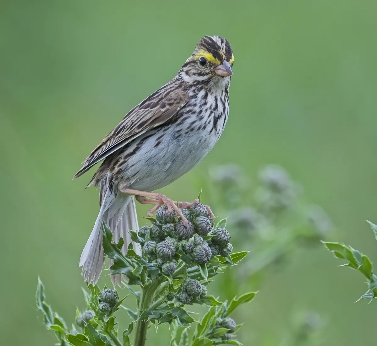 Savannah Sparrow