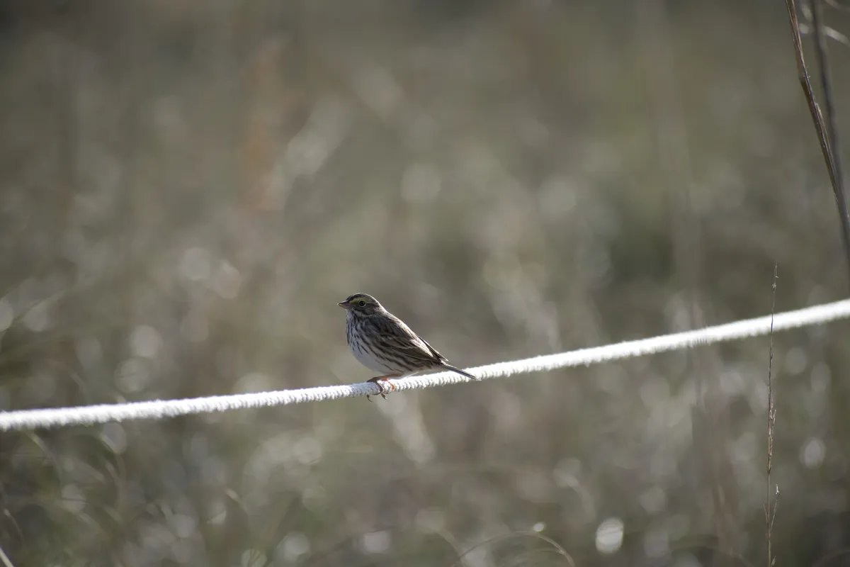 Savannah Sparrow