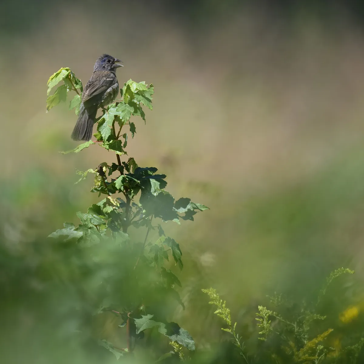 Blue Grosbeak
